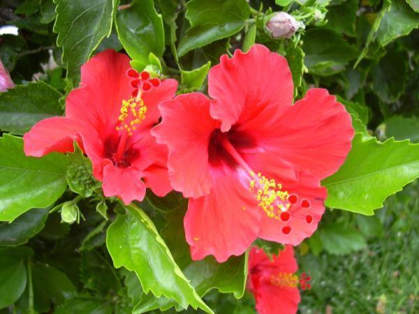 Appartamento Hibiscus Marausa Esterno foto